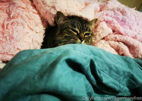 Tiggerroseyfree