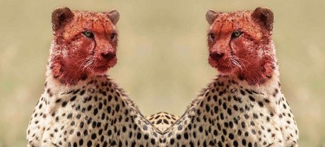 Tatted Cheetah  OnlyFans泄露裸照